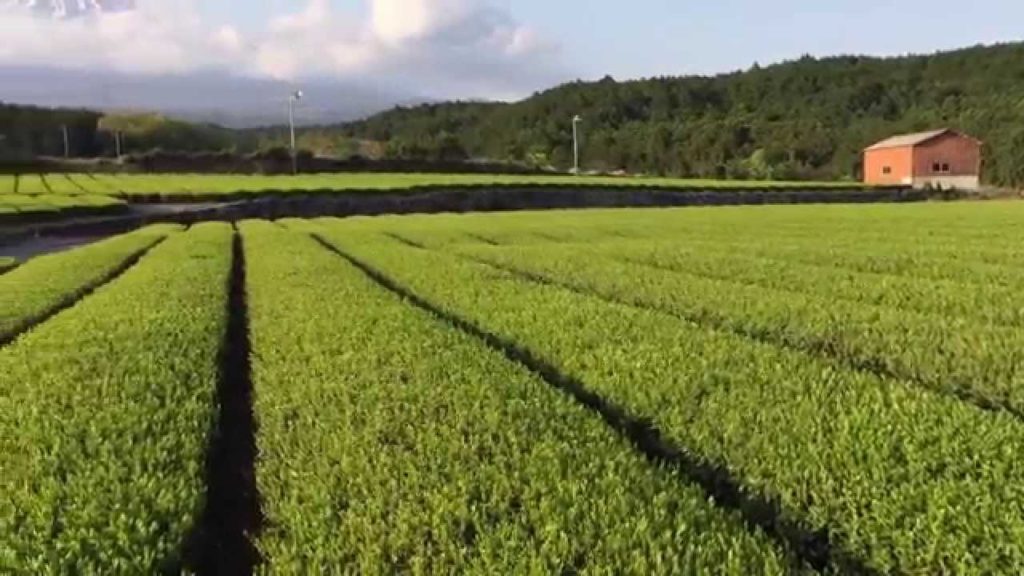 Green tea plantation and Mt. Fuji, Japan