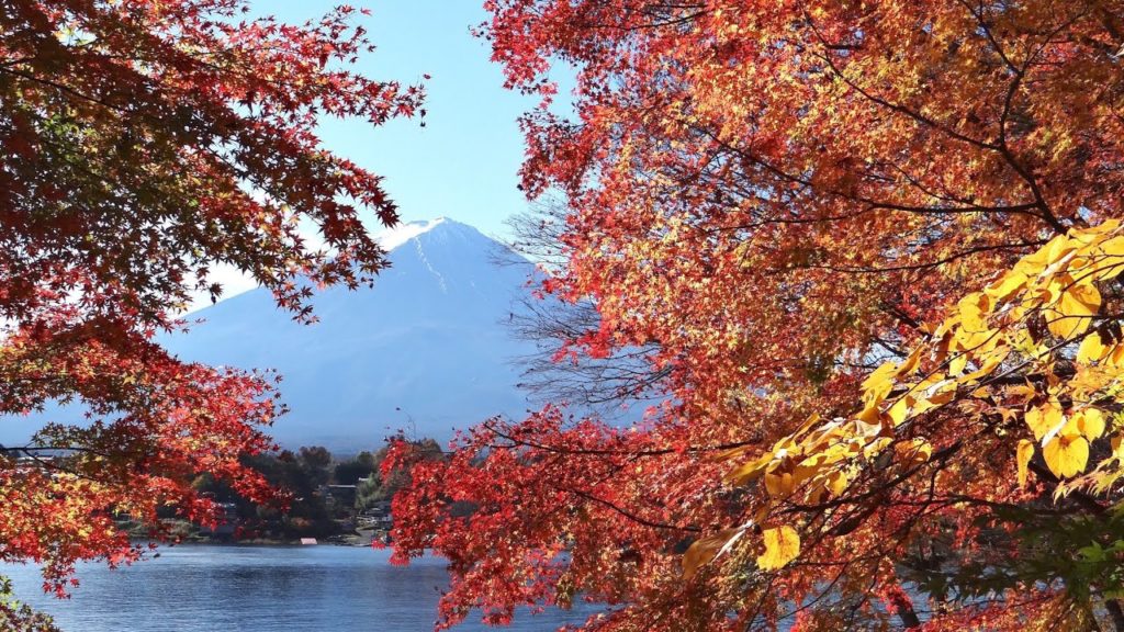 GLORIOUS FALL COLOURS at Mt Fuji in Autumn (富士山の秋)