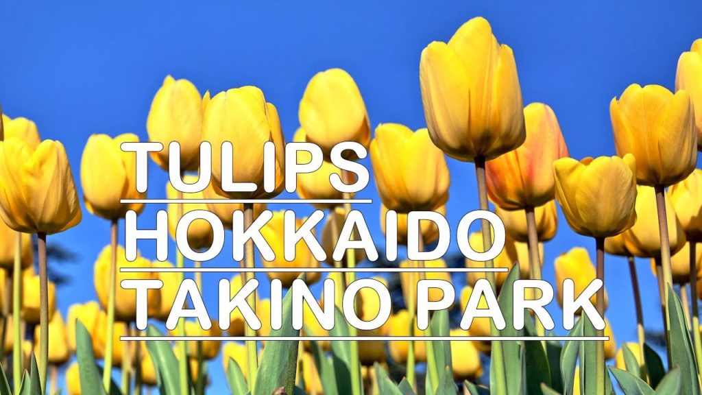 Takino Suzuran Park Hokkaido Tulips
