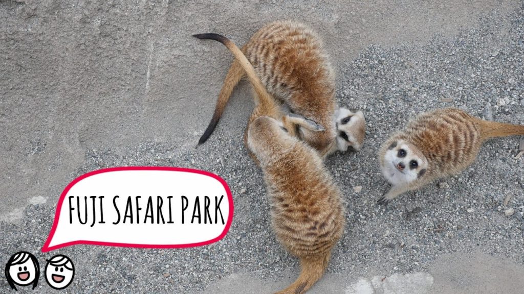 SHIBAZAKURA FESTIVAL, LAKE MOTOSU, FUJI SAFARI PARK // 富士芝桜まつり, 本栖湖, 富士サファリパーク (Japan Travel Vlog) SHIBAZAKURA FESTIVAL, LAKE MOTOSU, FUJI SAFARI PARK // 富士芝桜まつり, 本栖湖, 富士サファリパーク (Japan Travel Vlog)