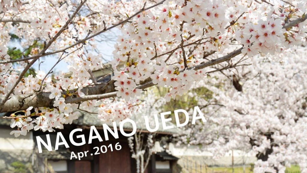 春の長野県上田へ ♢ To Ueda, Nagano Pref. in the spring