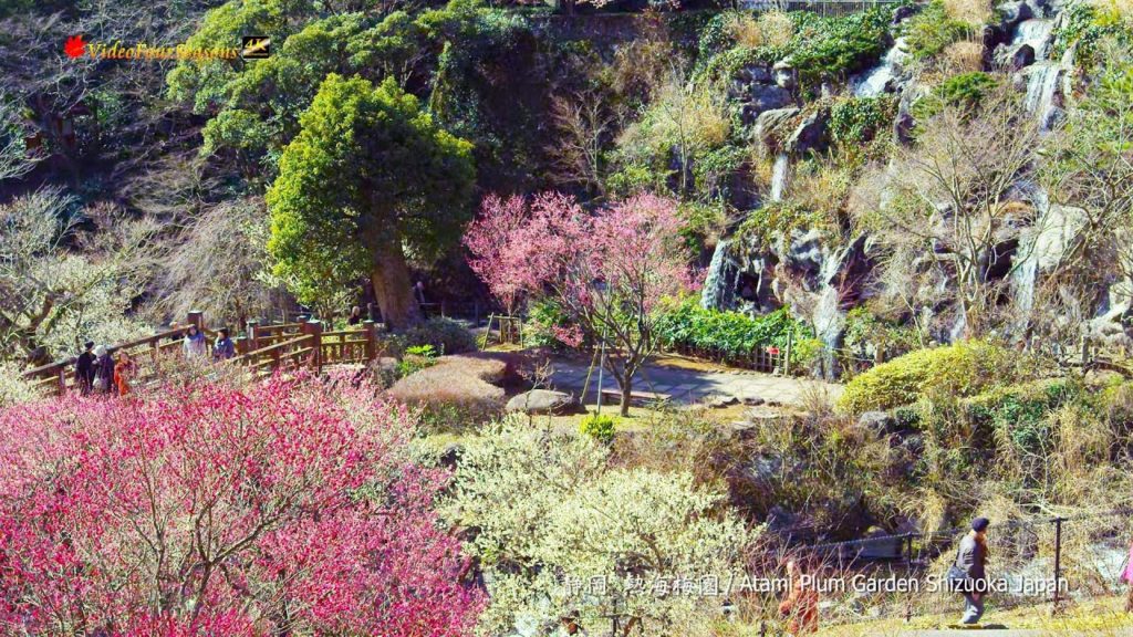 熱海梅園　静岡　Atami Plum garden Shizuoka Japam 【4K UHD】美しい日本の風景 The Beautiful Scenery of Japan