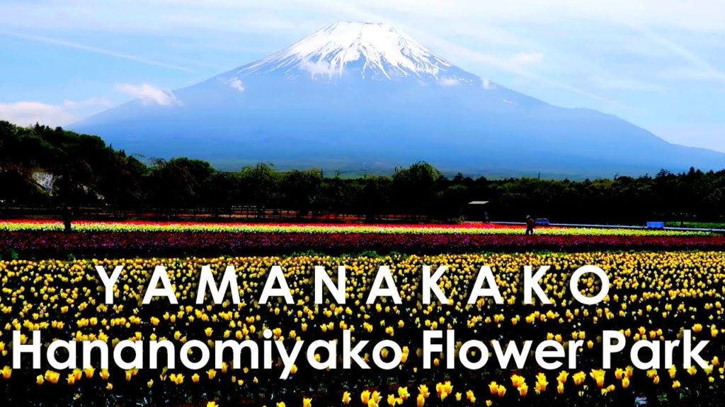 Yamanakako Flower Park, Japan | Mount Fuji, near Lake Yamanaka, Yamanashi Yamanakako Flower Park, Japan | Mount Fuji, near Lake Yamanaka, Yamanashi