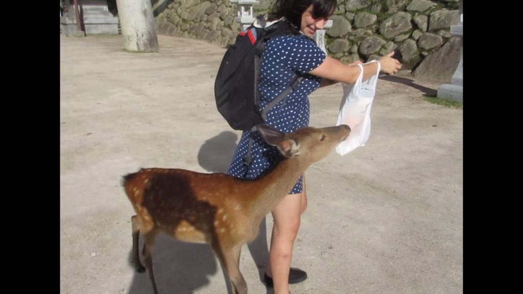 Deer Island and Hiroshima! | Japan Trip Day 8 | Damien and Kimmi