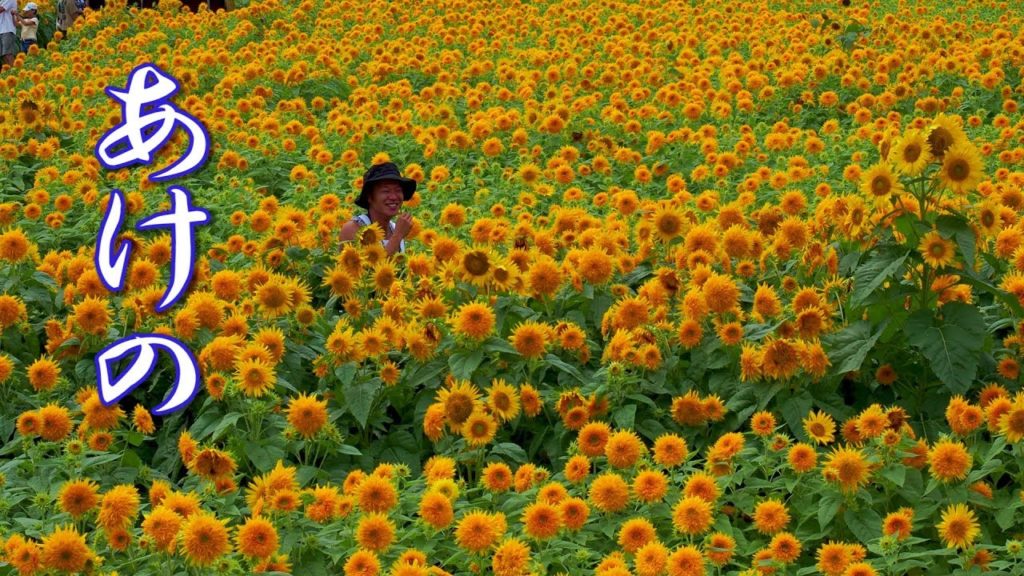 Double petal sunflowers in late summer rice field. あけのひまわりフェスティバル #4K #八重ひまわり