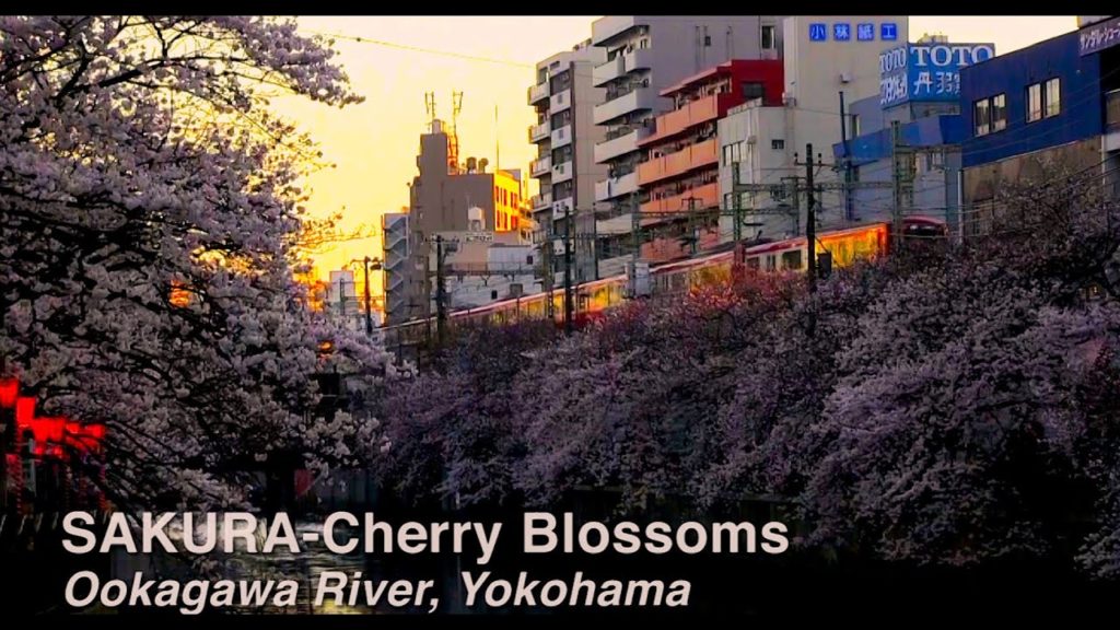 SAKURA Cherry Blossoms Ookagawa River, Yokohama 大岡川の桜 #sakura #japan