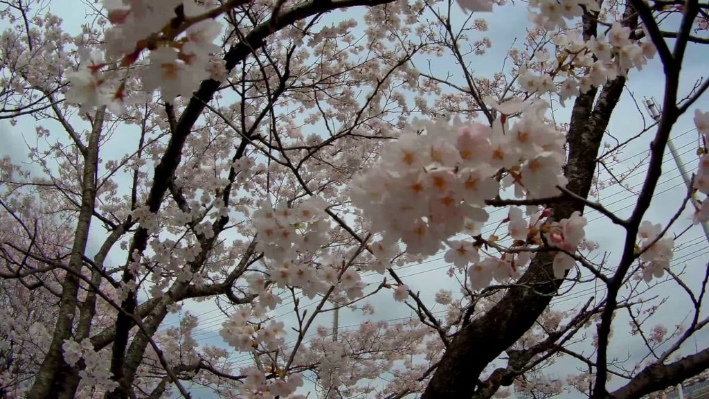 Sakura w Kami Iida, Sendai, Japonia