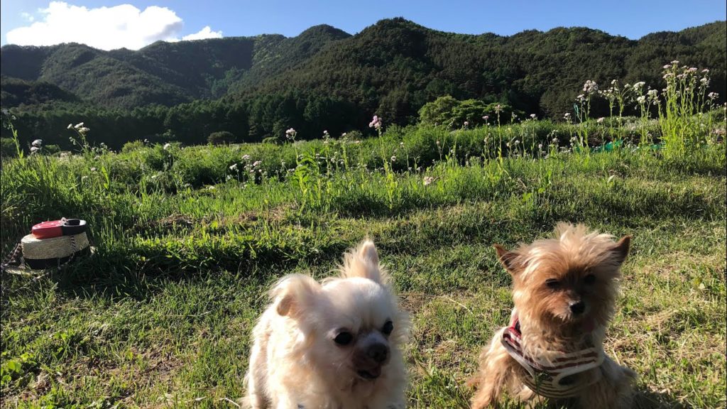 Babies Walk in the Countryside Babies Walk in the Countryside