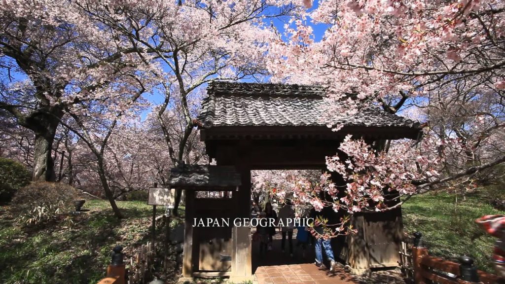 JG 長野 高遠の桜 Takato cherry blossoms,Nagano