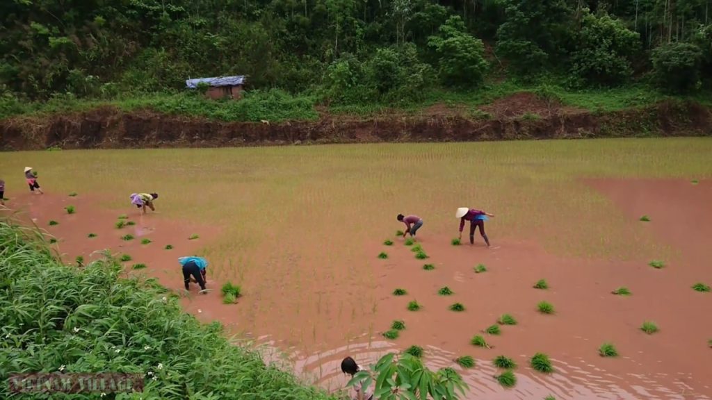 Rice Cultivation Many People | Vietnam Village