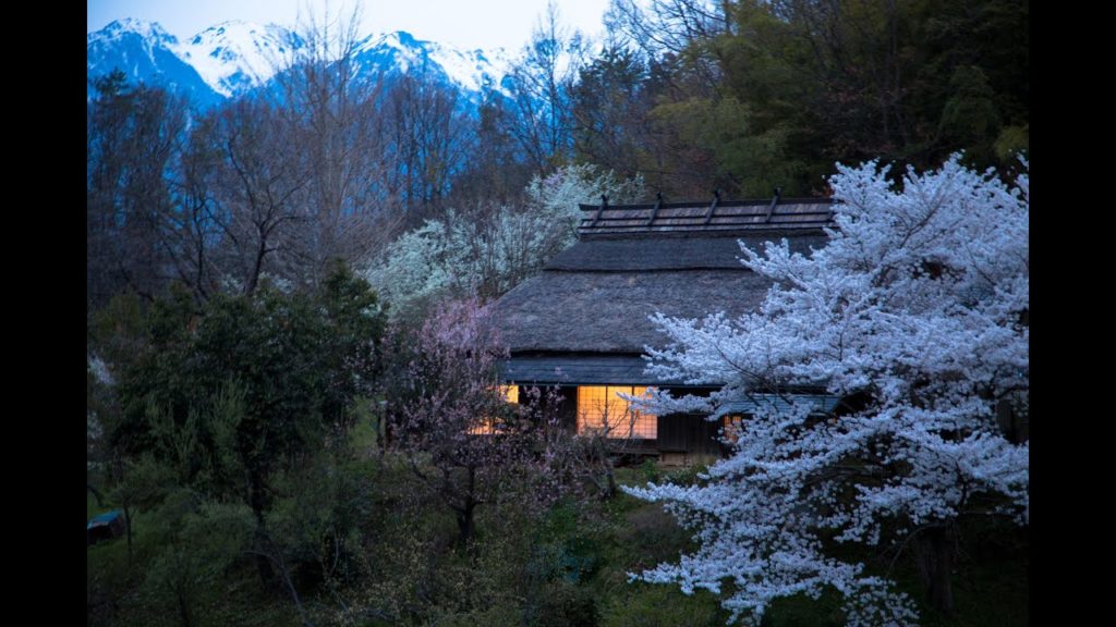 JGE 長野 伊那谷の桜 Nagano,Cherry blossoms in Inadani