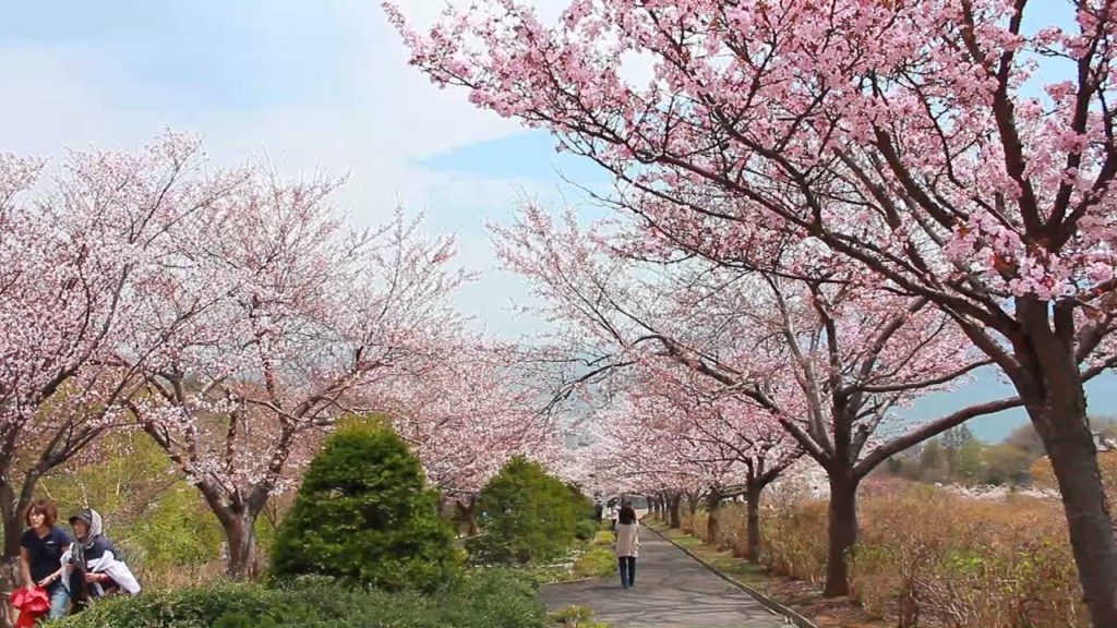 手宮公園の桜が見頃に！ @北海道小樽市 Otaru Temiya Park Sakura, Hokkaido