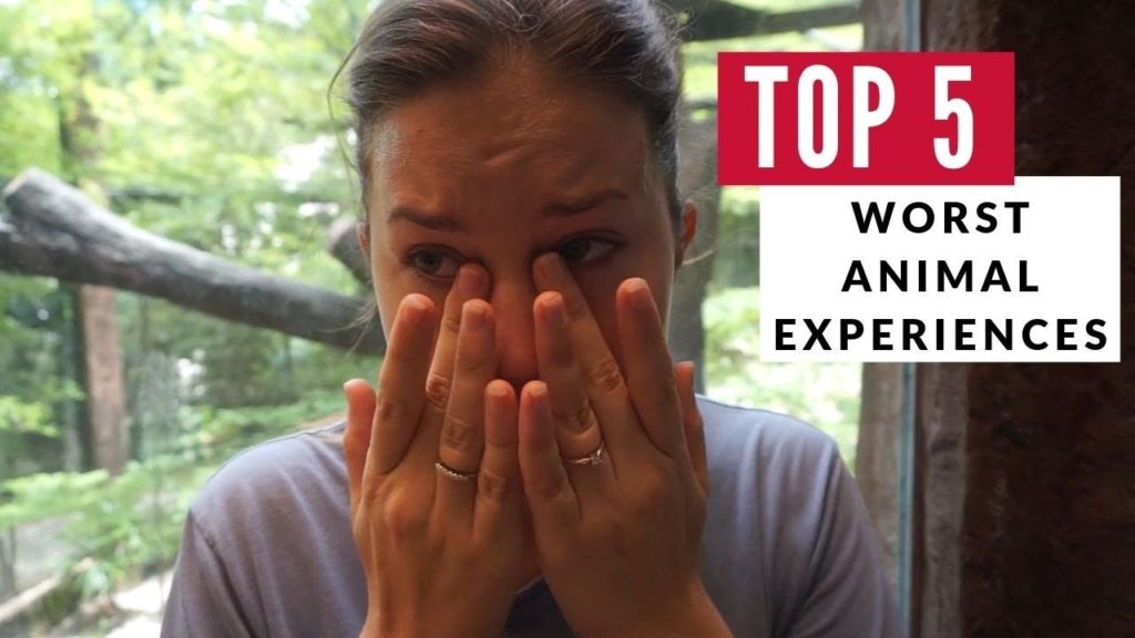 Worlds WORST Animal Experiences | Oslob Philippines + Snow Monkeys Japan | Refried Beans 2 Worlds WORST Animal Experiences | Oslob Philippines + Snow Monkeys Japan | Refried Beans 2