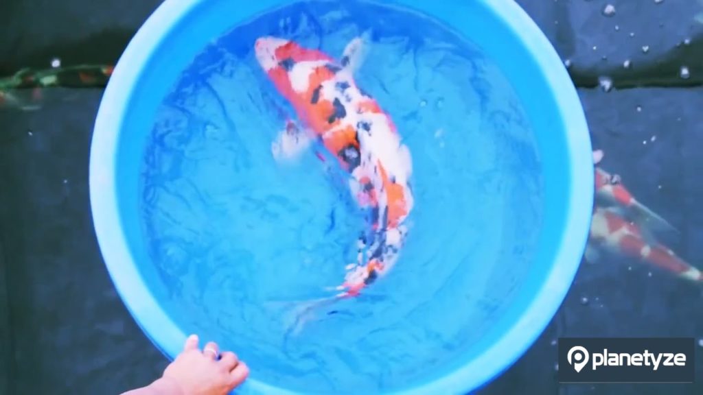 Raising Nishikigoi, Japanese Carp Documentary   Discover Japan with Planetyze