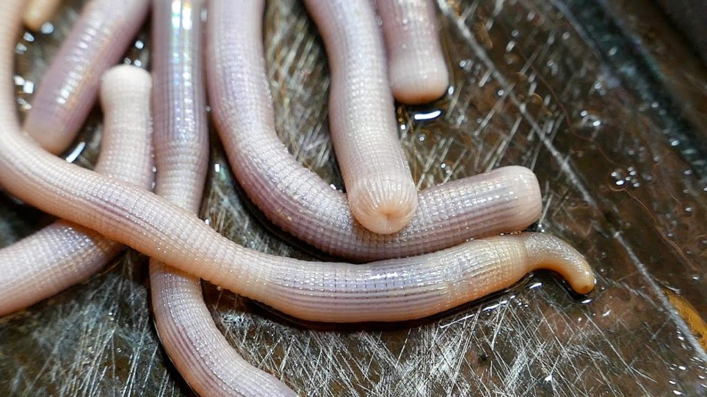 China Street Food - SAND WORMS 北海沙虫