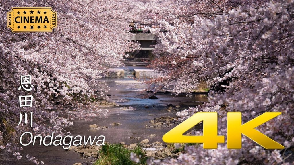 [Sakura] Ondagawa - Tokyo - 恩田川 - 4K Cinematic