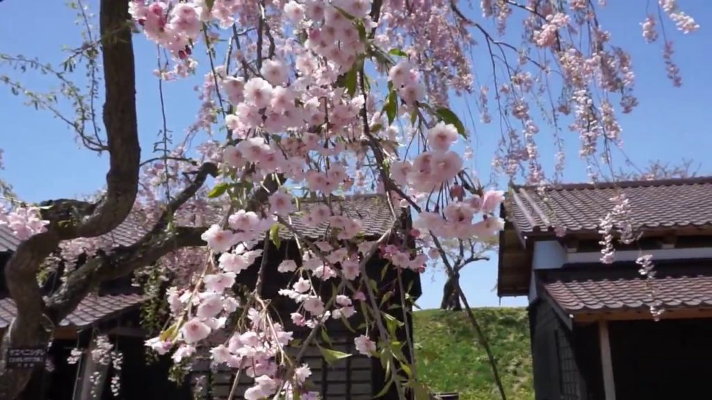 일본 북해도 여행 하코다테 고료카쿠 공원의 벚꽃 Hakodate Goryokaku Park