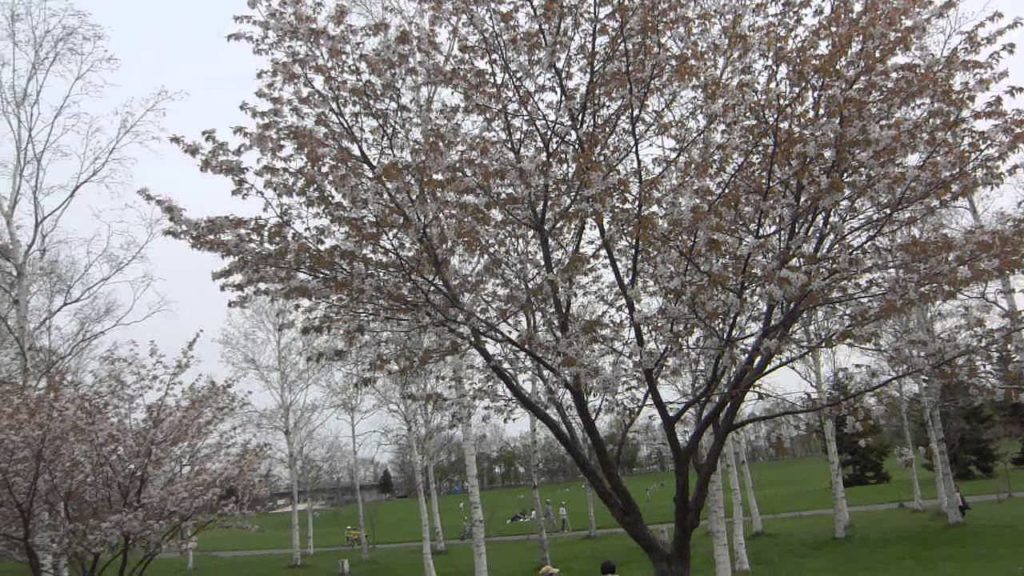 [Sapporo Park] 手稲にある前田森林公園のエゾ山桜（SAKURA）ほぼ満開です