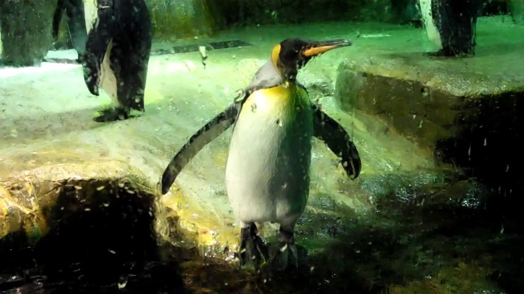 Emperor Penguins - Osaka Aquarium Japan