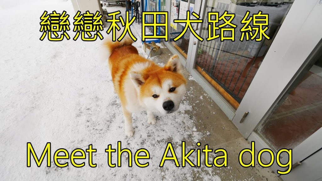 戀戀秋田犬路線 Meet the Akita dog 日本秋田景點美食介紹