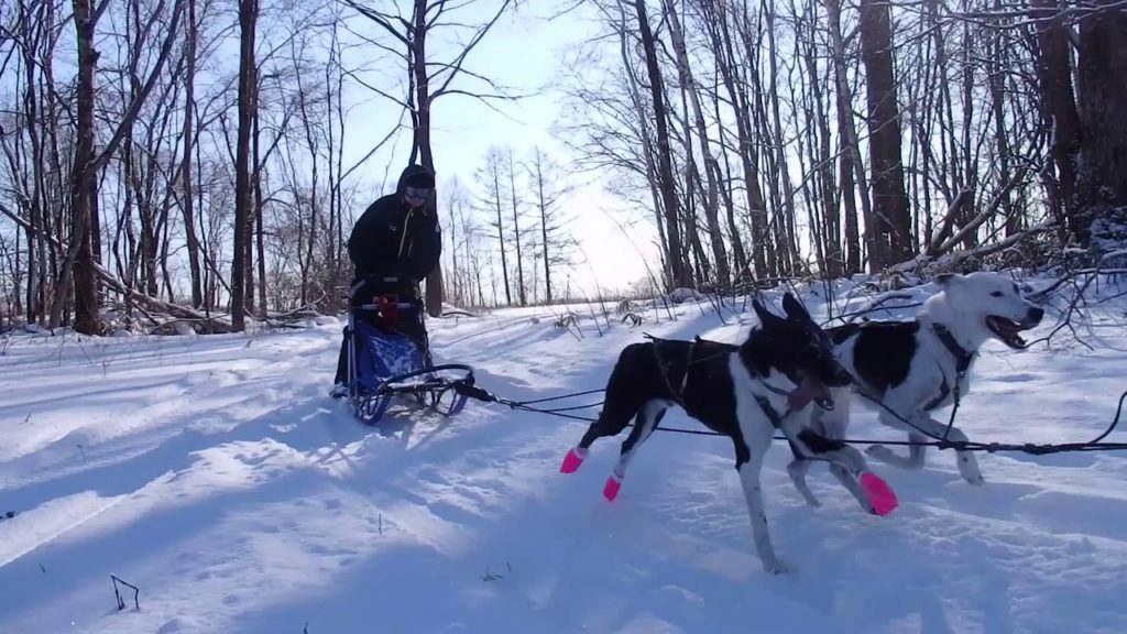 Dog sledding in Hokkaido looks so fun Dog sledding in Hokkaido looks so fun
