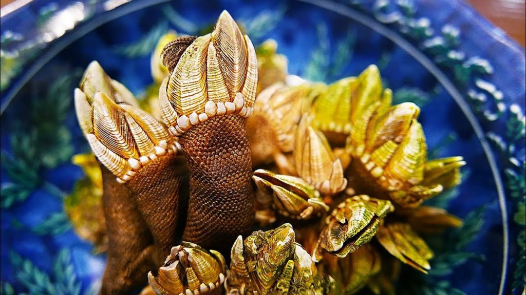 Japanese Street Food - TURTLE HANDS Barnacle Tempura Okinawa Seafood Japan
