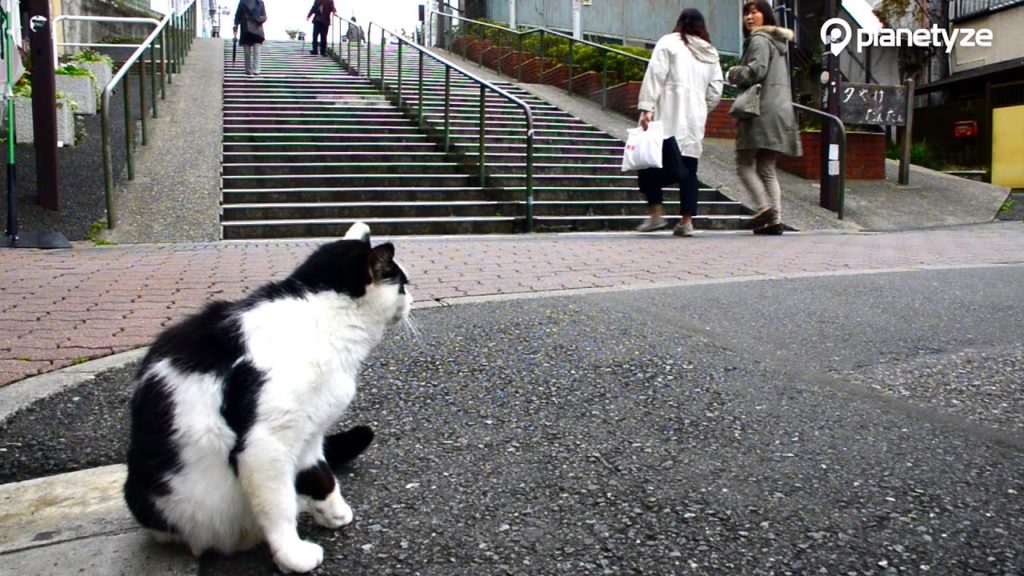 Yanaka, Tokyo –  Discovering Old Town of Tokyo | One Minute Japan Travel Guide Yanaka, Tokyo -  Discovering Old Town of Tokyo | One Minute Japan Travel Guide