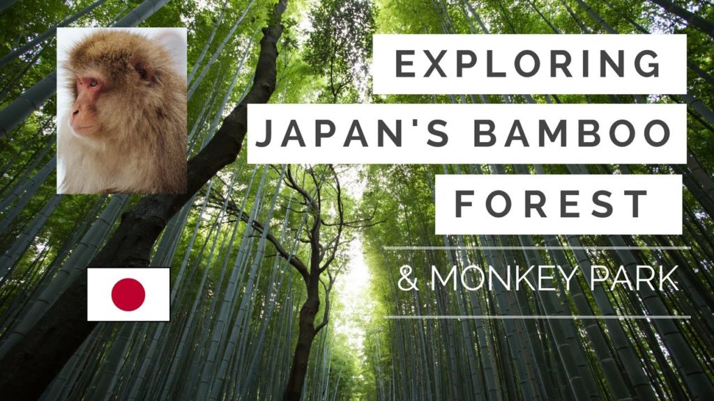 Japan Bamboo Forest and Monkey Park in Amazing Arashiyama, Kyoto