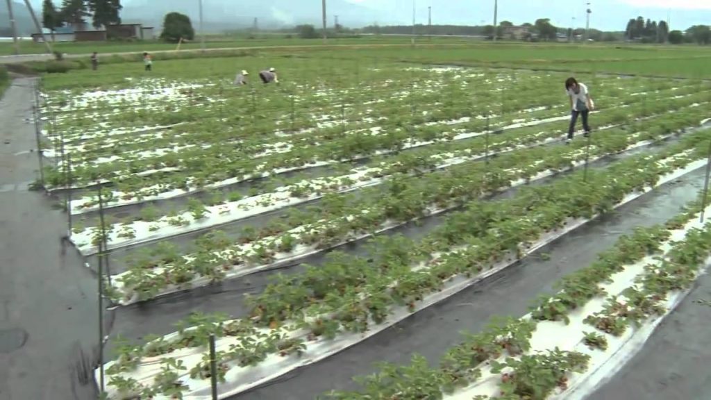 〔Akita Semboku Sightseeing〕Strawberry Picking in Daisen City