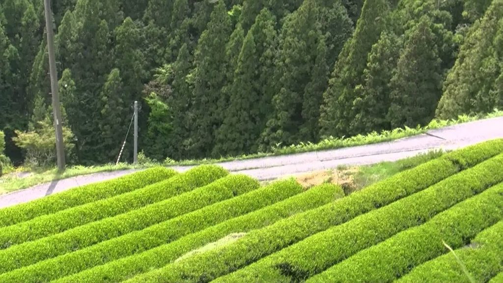 アキーラさん観察①静岡県・川根本町・茶畑,SL,Kawane-honmaci,Shizuoka,Japan