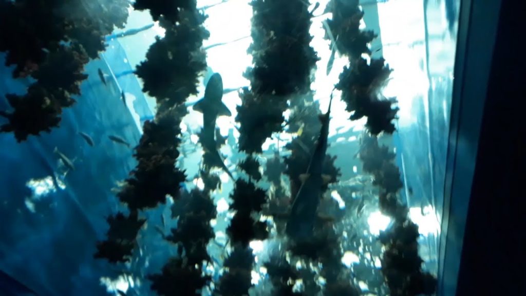 Khám phá Nhật Bản: Sendai Aquarium, Japan P.1 I Những sinh vật biển hiếm gặp