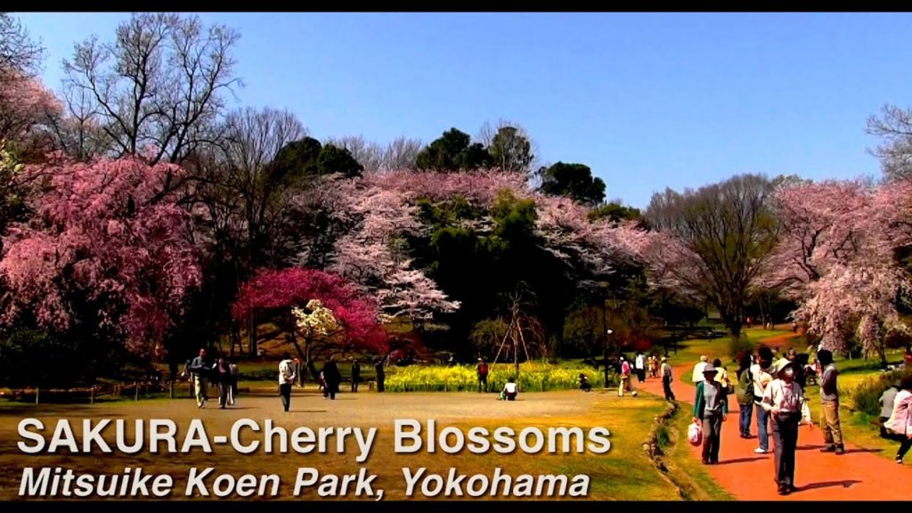 SAKURA Cherry Blossoms Mitsuike Koen Park, Yokohama 三ツ池公園 #sakura #japan