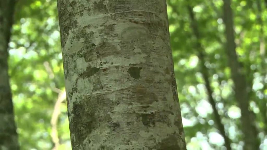 〔Akita-Semboku Sightseeing〕a Trekking Experience in the Beech Forest