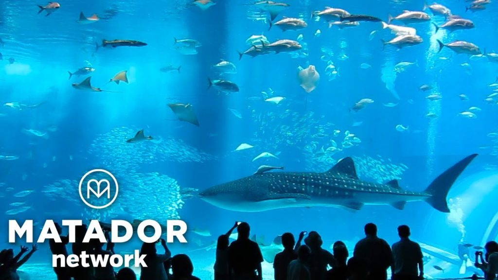 Magic Spot: Okinawa's Churaumi Aquarium