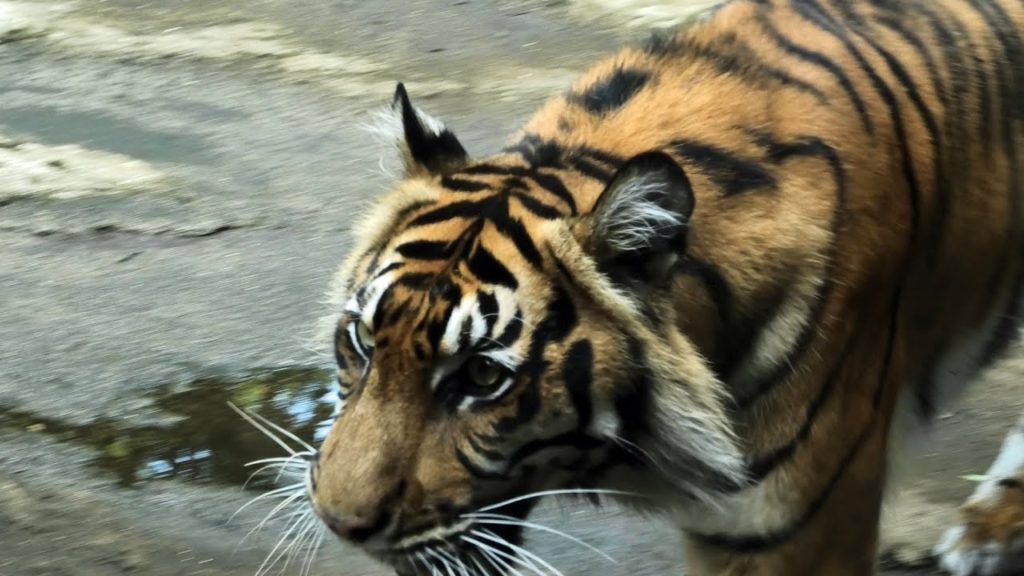 Leo & Tiger in Ueno Zoo ライオンとトラ | Tokyo, Japan APR 2019