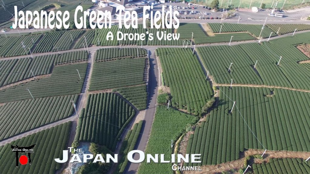 Green Tea Fields of Japan, A Drone's View Green Tea Fields of Japan, A Drone's View