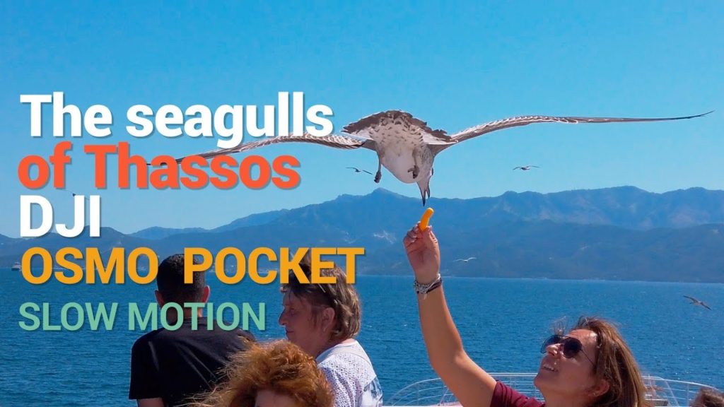 The seagulls of Thassos - DJI Osmo Pocket / Cinematic Slow Motion Video