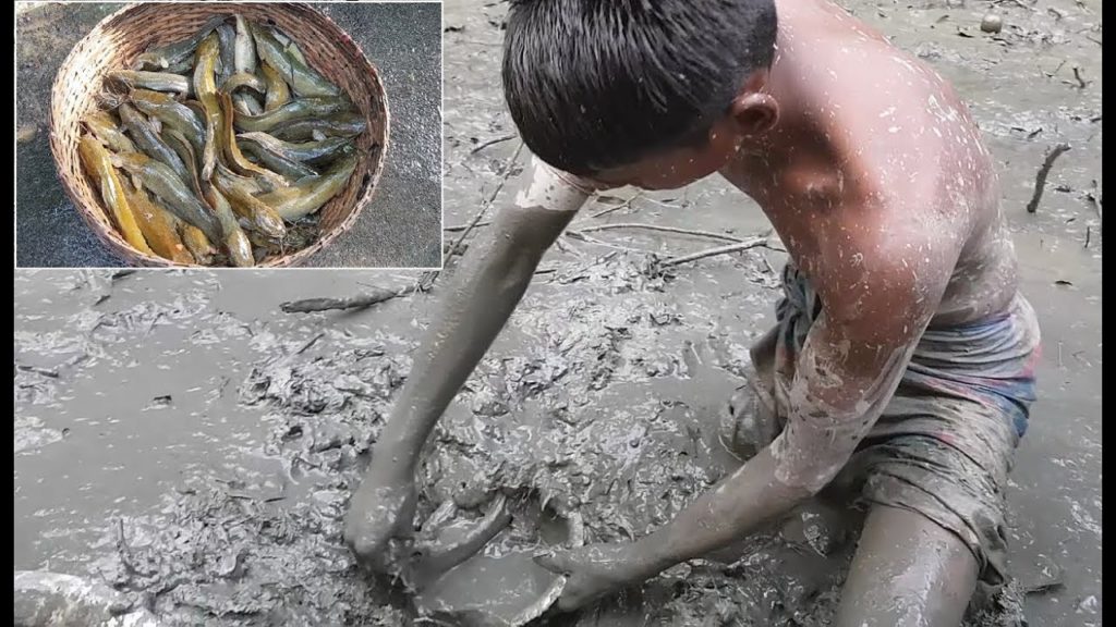 Lot of yellow catfish catching in a single hole country fish||catfish fishing Lot of yellow catfish catching in a single hole country fish||catfish fishing