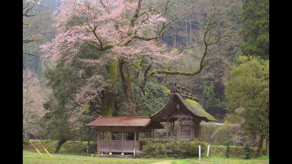 JG☆☆ 4K 熊本 池の鶴の大桜 Kumamoto,Sakura at Ikenotsuru