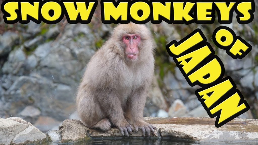 Snow Monkeys of Japan