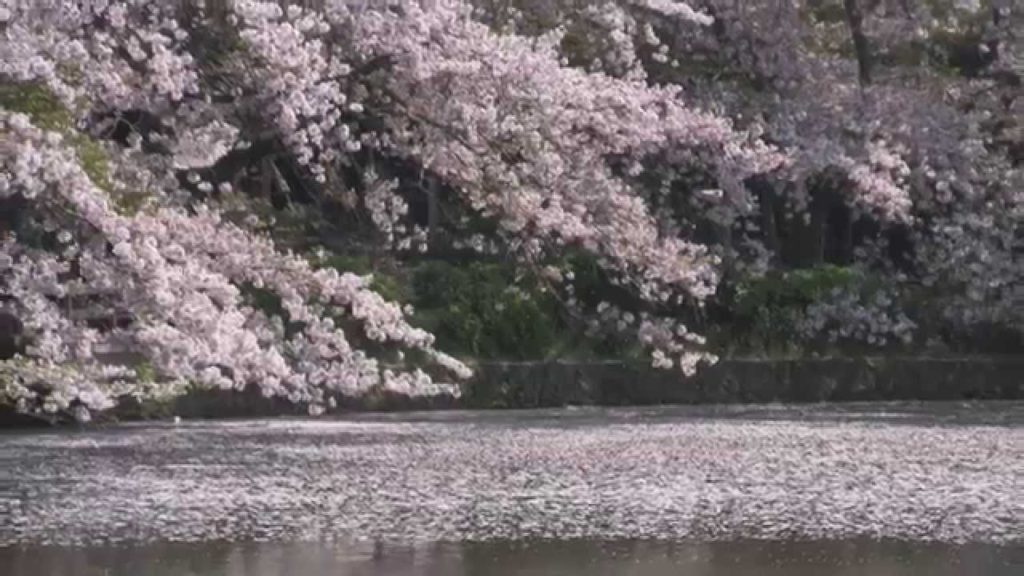 Cherry Blossoms viewing in Kamakura, Sakura in Japan Cherry Blossoms viewing in Kamakura, Sakura in Japan