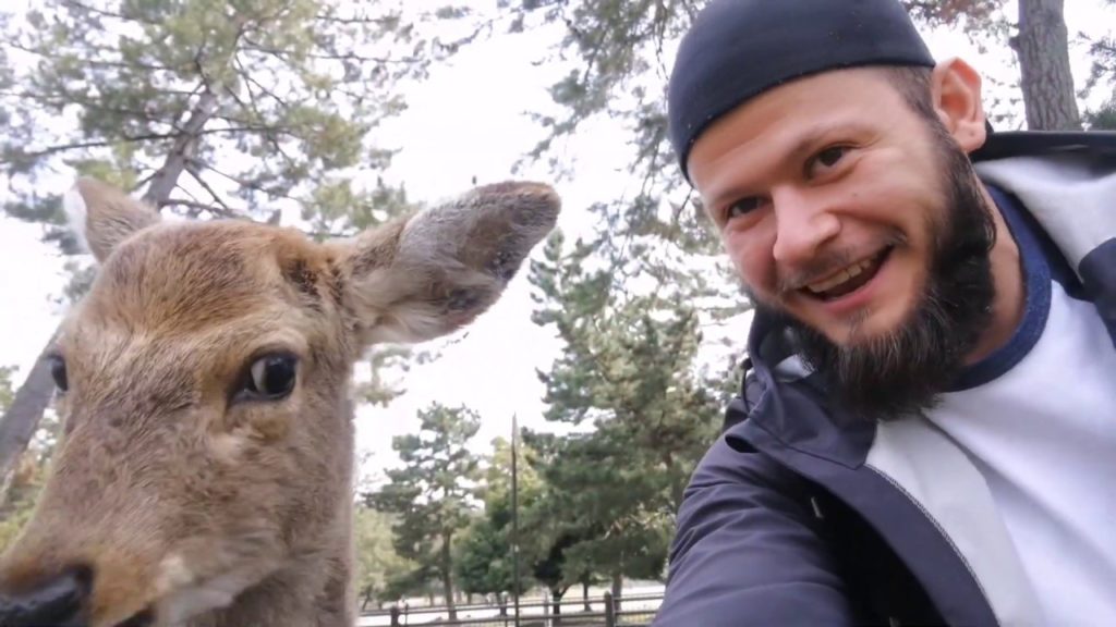 Nara deer park JAPAN Nara deer park JAPAN