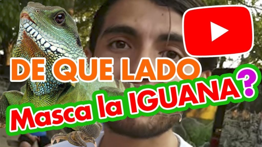 De que lado masca la iguana en manzanillo