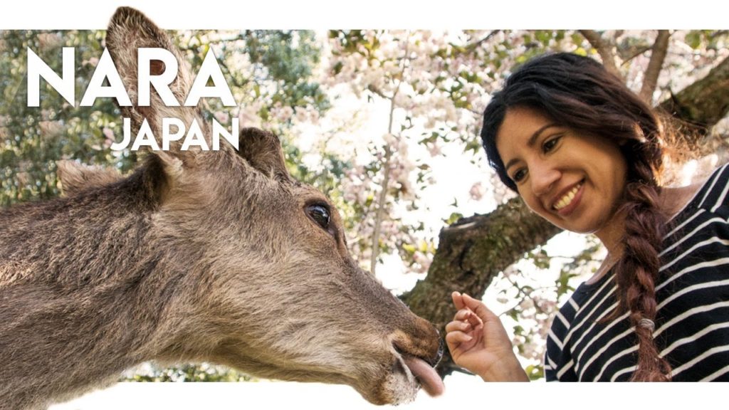 A PARK FULL OF BOWING DEER IN JAPAN