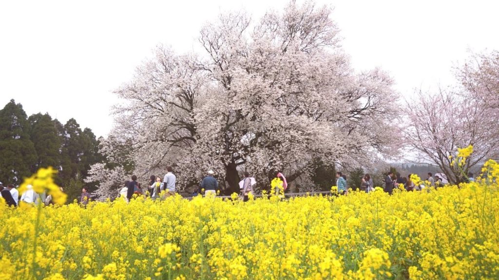 JG 4K　熊本 南阿蘇村の春 Spring in Minamiaso,Kumamoto