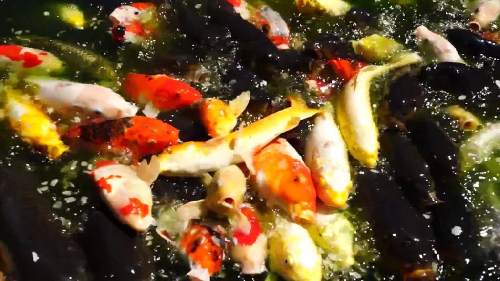 The Koi Pond on top of Atago Hill In Tokyo