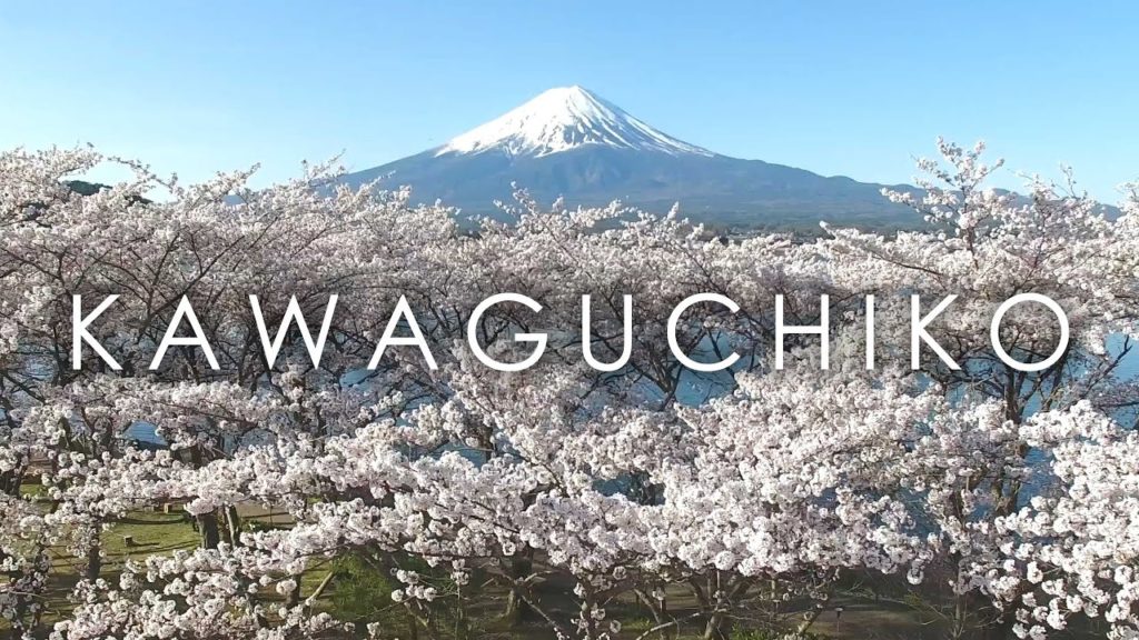 Mt.Fuji from Lake Kawaguchi with sakura / 空撮 河口湖と桜