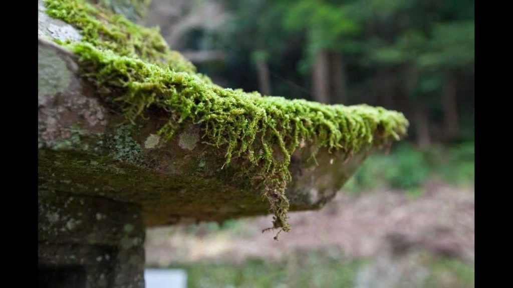 Kumano Kodo Trail | 熊野古道 Kumano Kodo Trail | 熊野古道