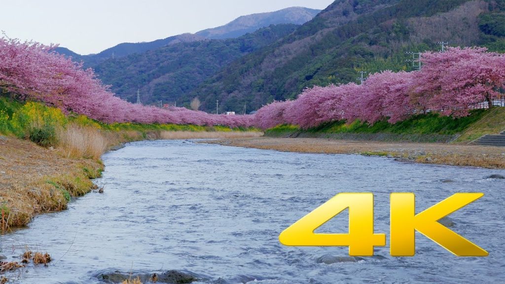 2019 Kawazu-zakura Cherry Blossoms – Shizuoka – 河津桜祭り – 4K Ultra HD 2019 Kawazu-zakura Cherry Blossoms - Shizuoka - 河津桜祭り - 4K Ultra HD