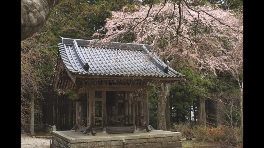 JG☆☆☆長野 桜の光前寺(名勝,重文) Nagano,Sakura at Kozenji(Scenic beauty,Cultural Property)